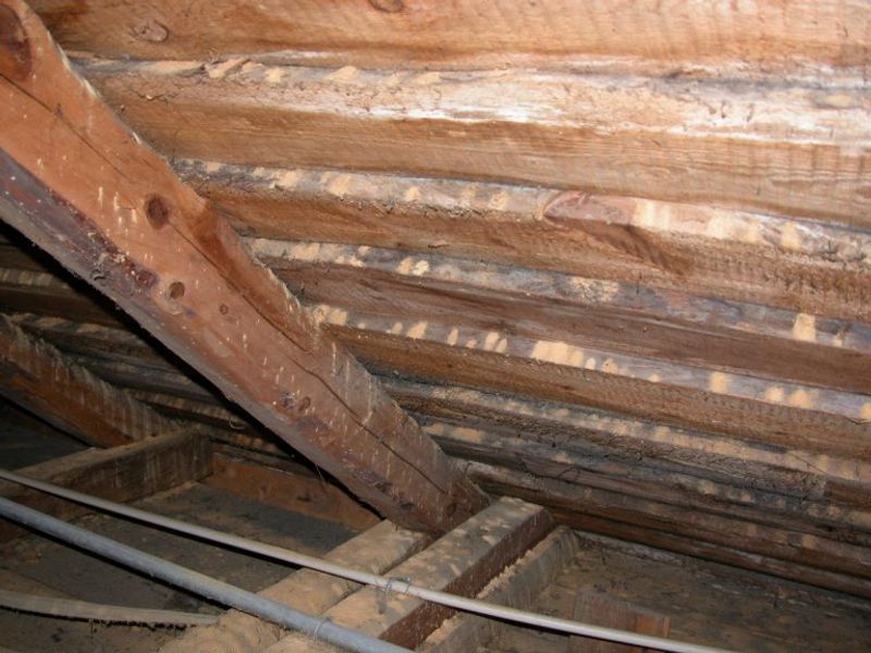 WoodTox 